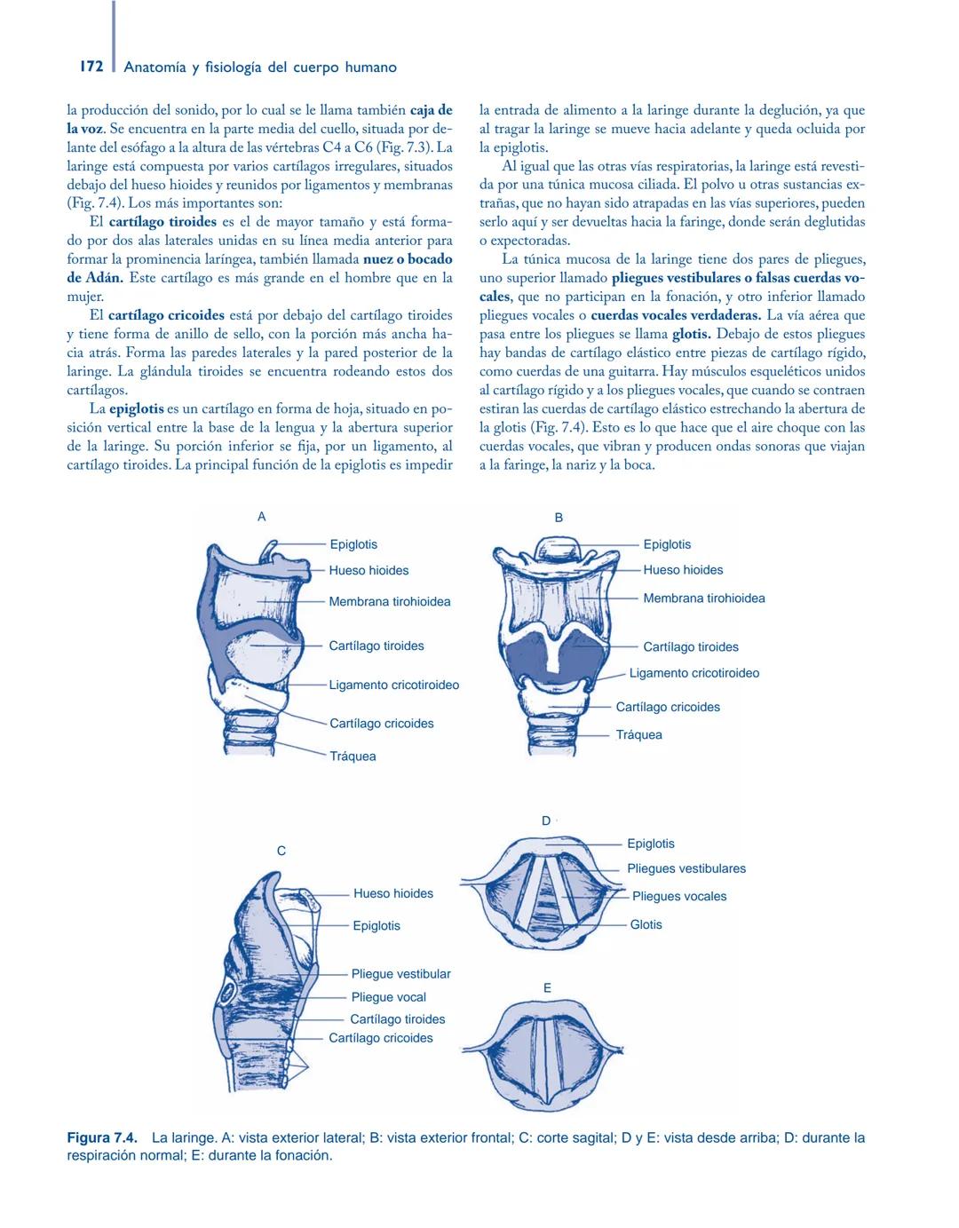 # Anatomía y fisiología del

## ■ CUERPO HUMANO

Jesús A. F. Tresguerres

Mª Ángeles Villanúa Bernués

Asunción López-Calderón Barreda

Mc
G