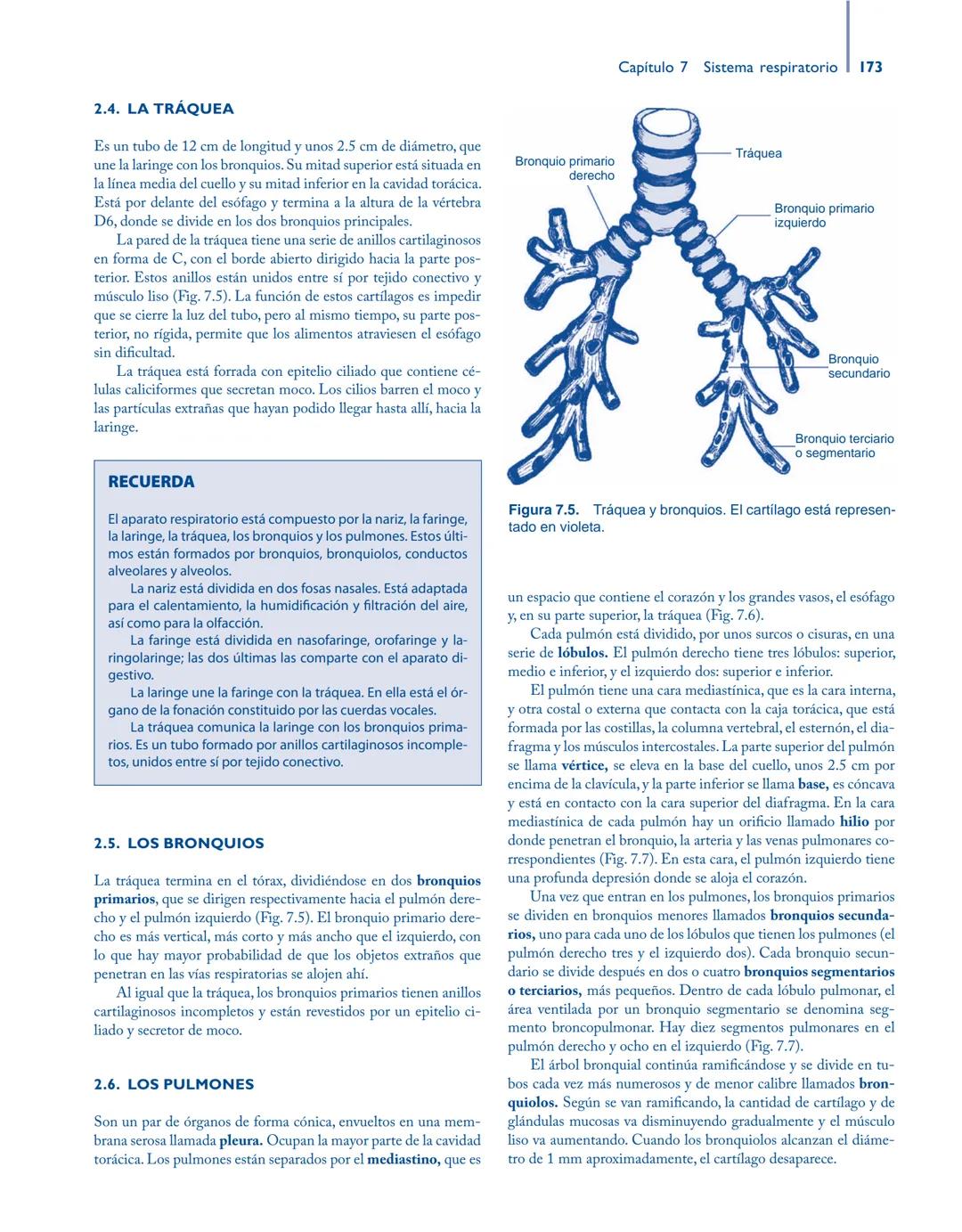 # Anatomía y fisiología del

## ■ CUERPO HUMANO

Jesús A. F. Tresguerres

Mª Ángeles Villanúa Bernués

Asunción López-Calderón Barreda

Mc
G