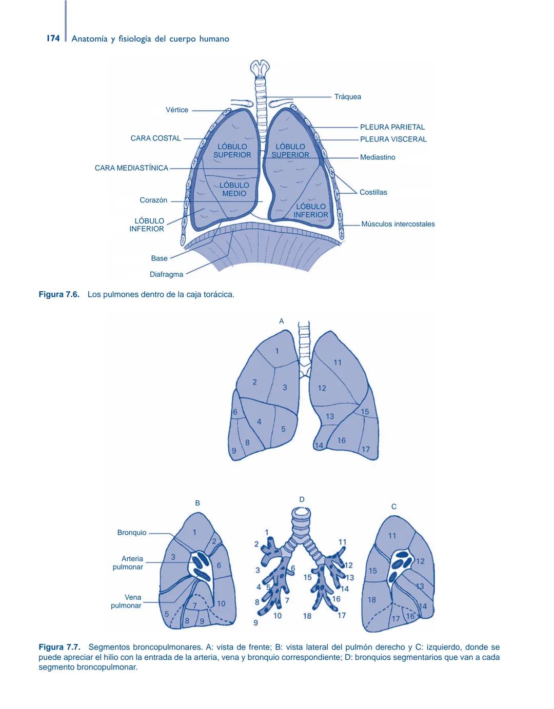 # Anatomía y fisiología del

## ■ CUERPO HUMANO

Jesús A. F. Tresguerres

Mª Ángeles Villanúa Bernués

Asunción López-Calderón Barreda

Mc
G