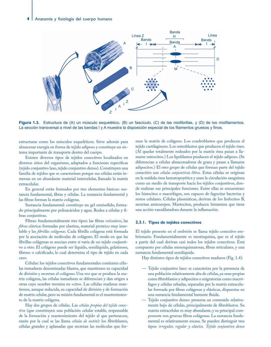 # Anatomía y fisiología del

## ■ CUERPO HUMANO

Jesús A. F. Tresguerres

Mª Ángeles Villanúa Bernués

Asunción López-Calderón Barreda

Mc
G