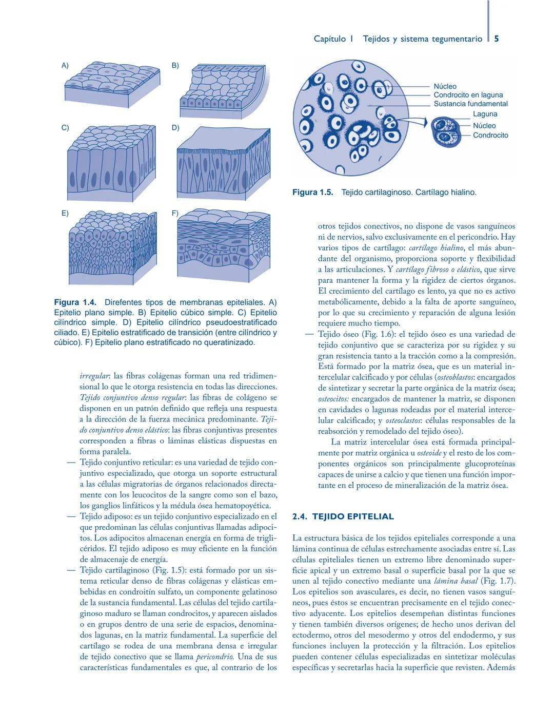 # Anatomía y fisiología del

## ■ CUERPO HUMANO

Jesús A. F. Tresguerres

Mª Ángeles Villanúa Bernués

Asunción López-Calderón Barreda

Mc
G