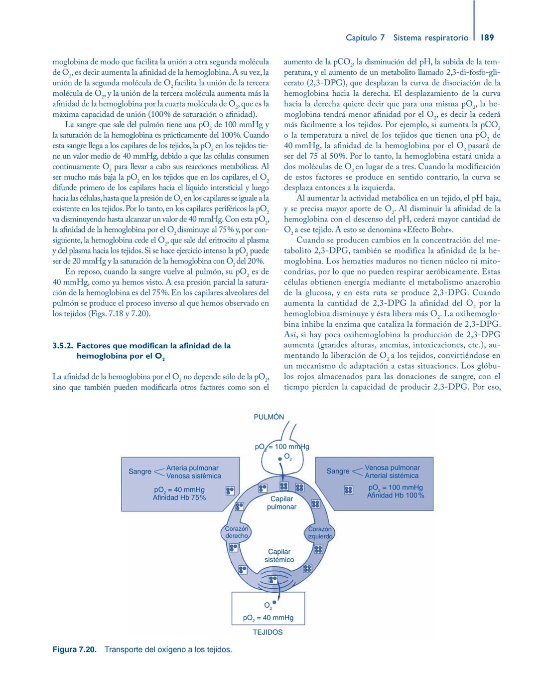 # Anatomía y fisiología del

## ■ CUERPO HUMANO

Jesús A. F. Tresguerres

Mª Ángeles Villanúa Bernués

Asunción López-Calderón Barreda

Mc
G