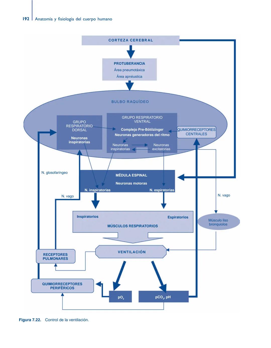 # Anatomía y fisiología del

## ■ CUERPO HUMANO

Jesús A. F. Tresguerres

Mª Ángeles Villanúa Bernués

Asunción López-Calderón Barreda

Mc
G