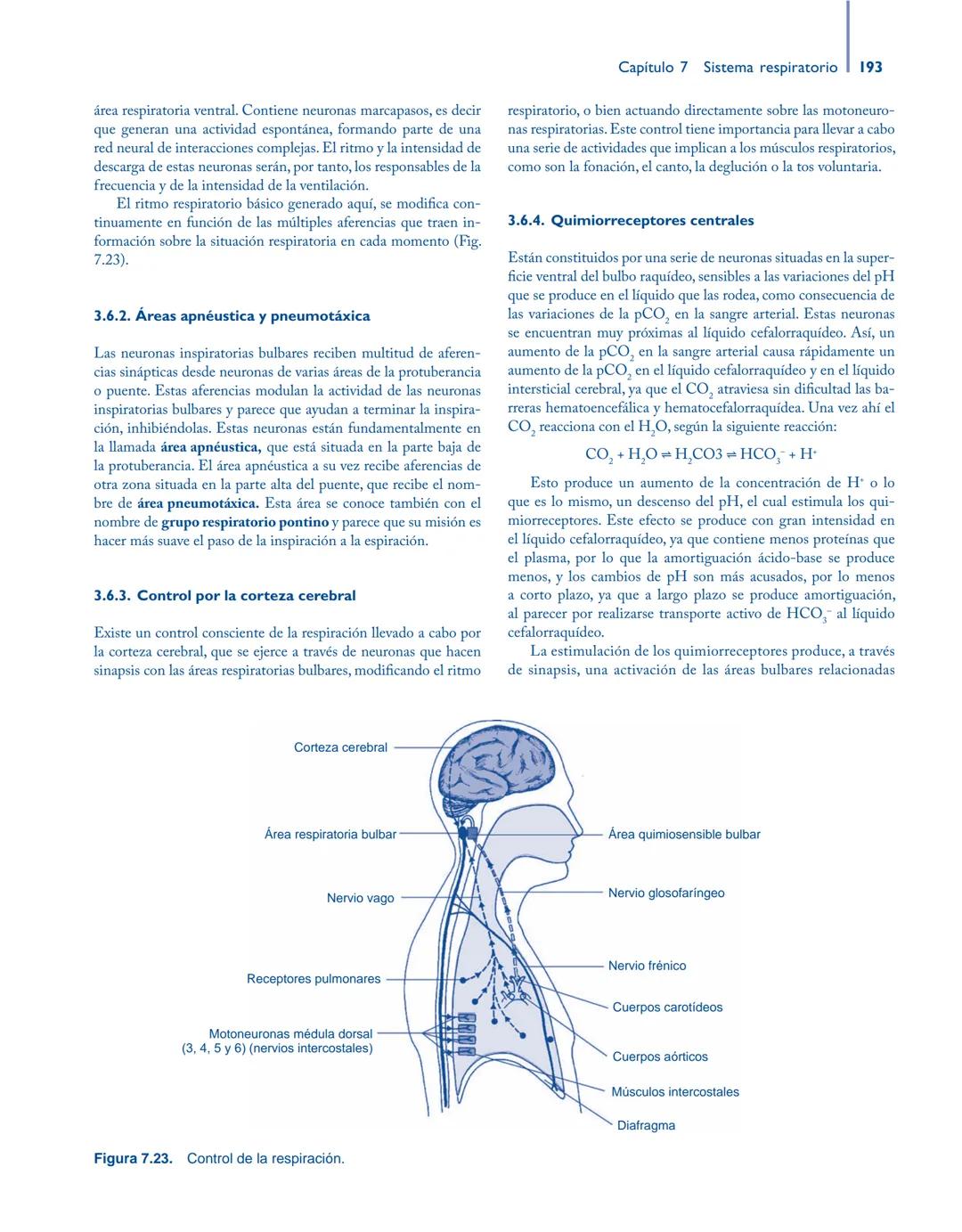 # Anatomía y fisiología del

## ■ CUERPO HUMANO

Jesús A. F. Tresguerres

Mª Ángeles Villanúa Bernués

Asunción López-Calderón Barreda

Mc
G