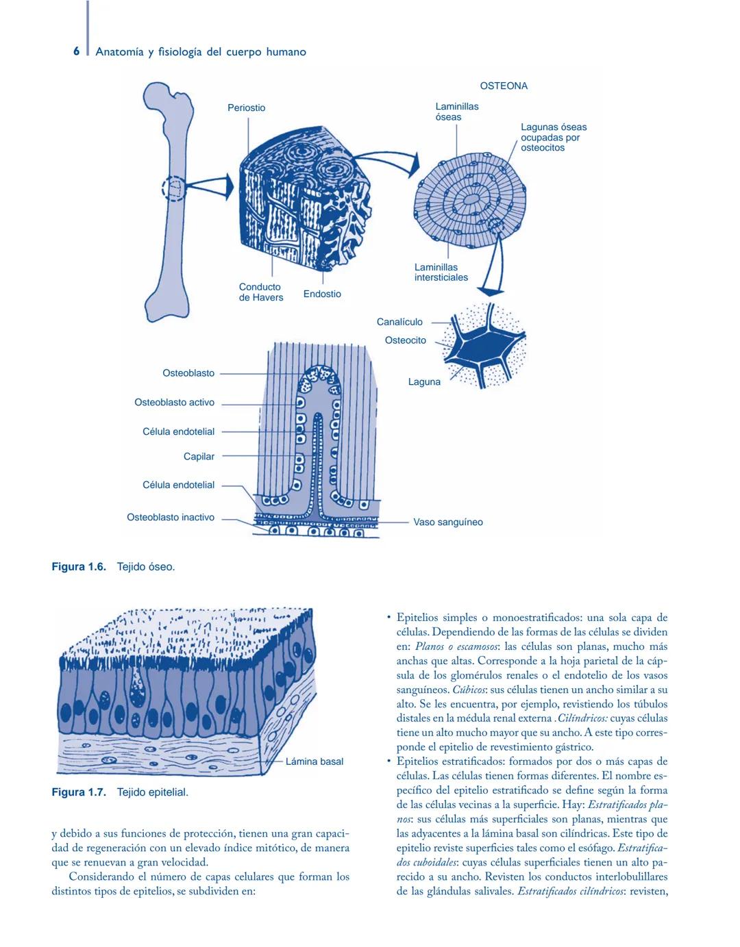 # Anatomía y fisiología del

## ■ CUERPO HUMANO

Jesús A. F. Tresguerres

Mª Ángeles Villanúa Bernués

Asunción López-Calderón Barreda

Mc
G