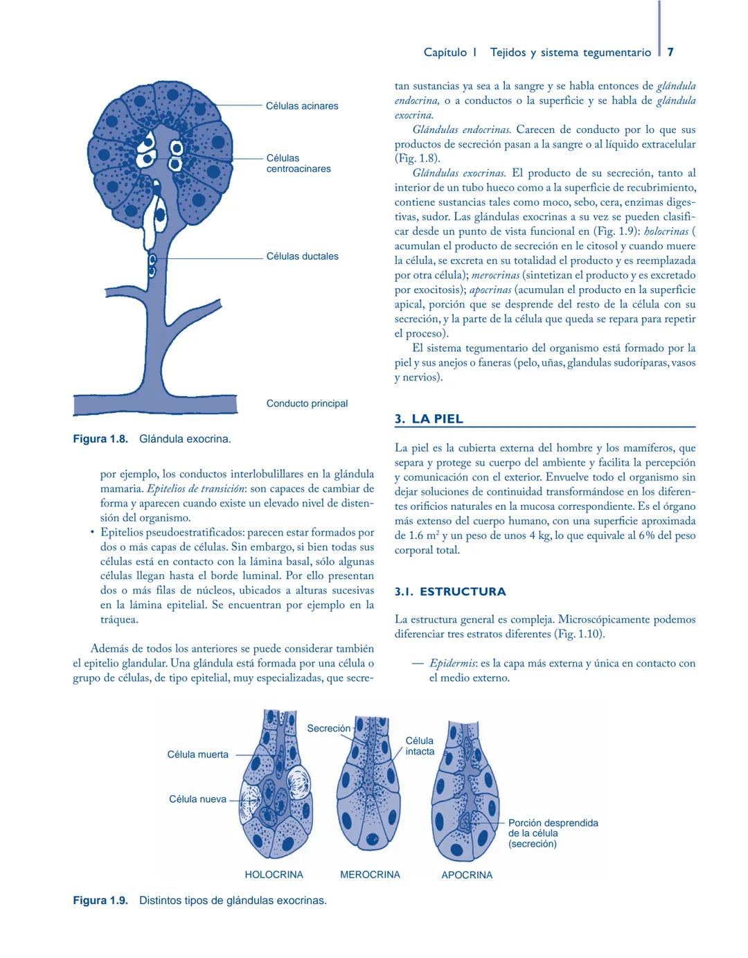 # Anatomía y fisiología del

## ■ CUERPO HUMANO

Jesús A. F. Tresguerres

Mª Ángeles Villanúa Bernués

Asunción López-Calderón Barreda

Mc
G