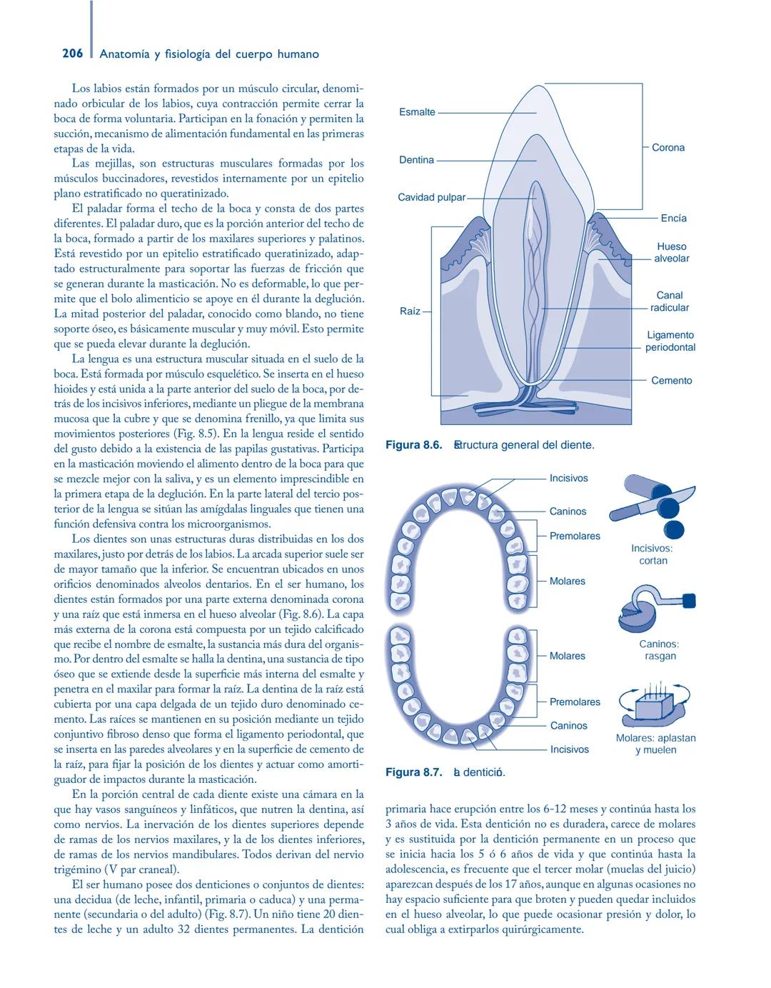 # Anatomía y fisiología del

## ■ CUERPO HUMANO

Jesús A. F. Tresguerres

Mª Ángeles Villanúa Bernués

Asunción López-Calderón Barreda

Mc
G