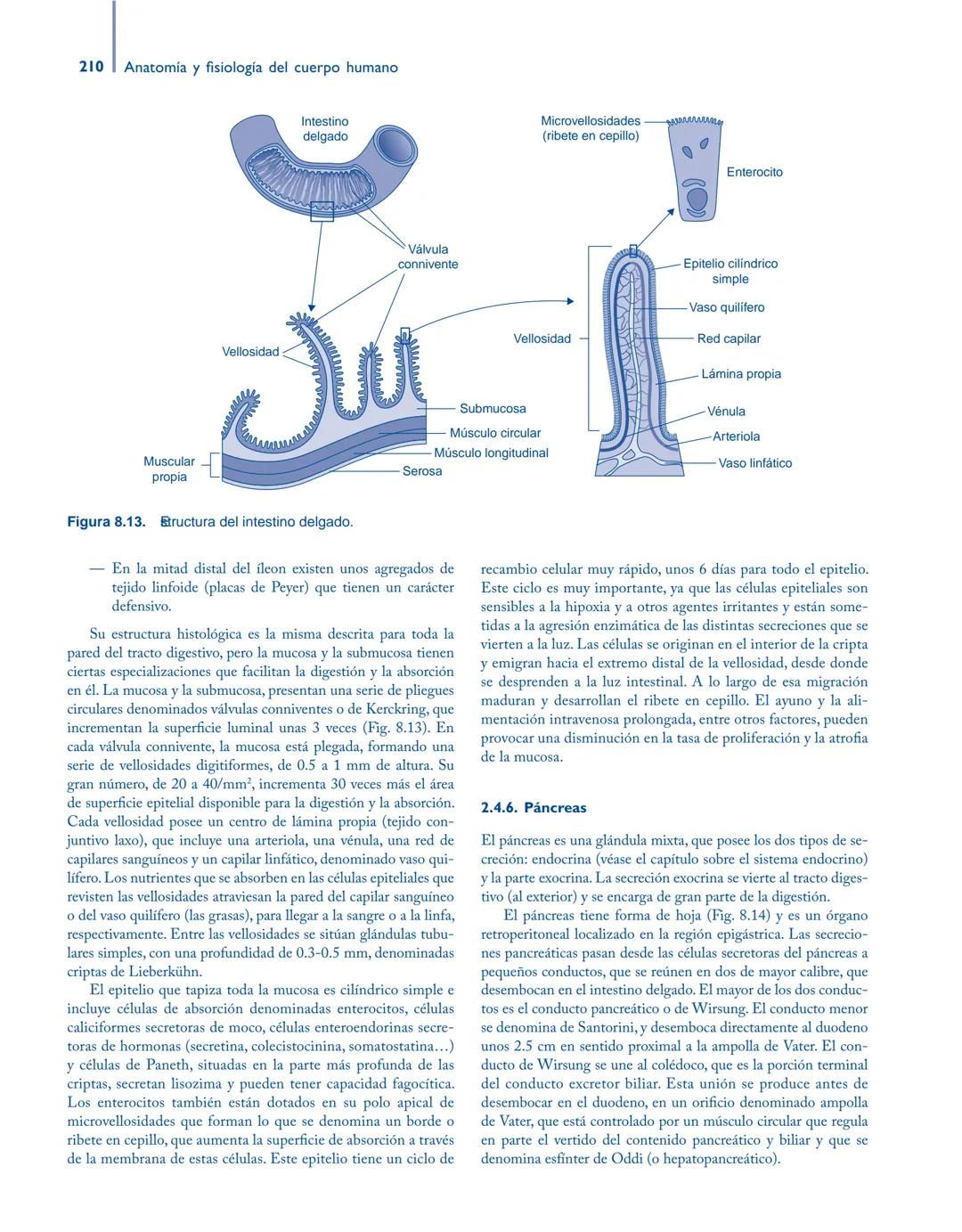 # Anatomía y fisiología del

## ■ CUERPO HUMANO

Jesús A. F. Tresguerres

Mª Ángeles Villanúa Bernués

Asunción López-Calderón Barreda

Mc
G