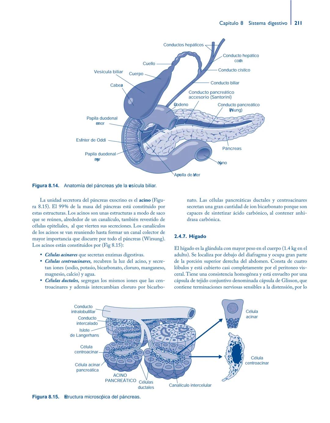# Anatomía y fisiología del

## ■ CUERPO HUMANO

Jesús A. F. Tresguerres

Mª Ángeles Villanúa Bernués

Asunción López-Calderón Barreda

Mc
G