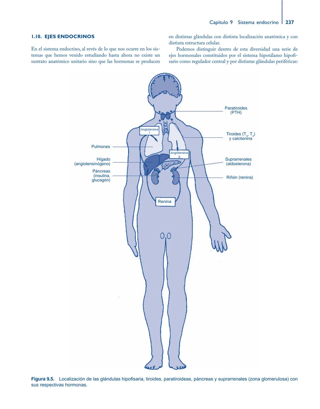 # Anatomía y fisiología del

## ■ CUERPO HUMANO

Jesús A. F. Tresguerres

Mª Ángeles Villanúa Bernués

Asunción López-Calderón Barreda

Mc
G