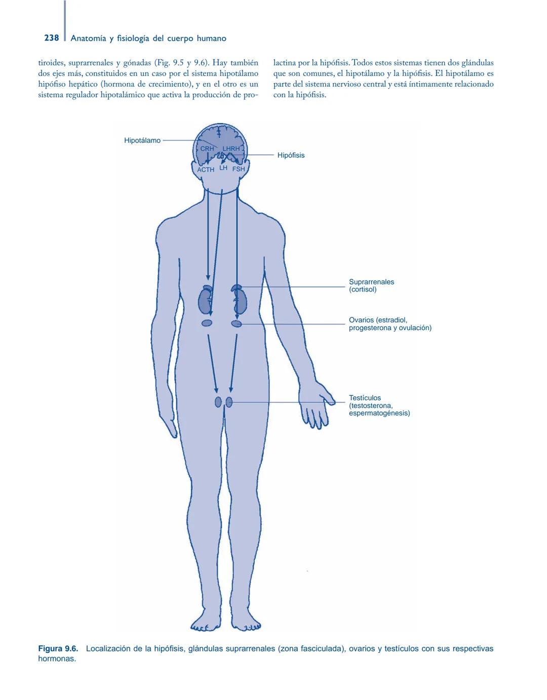 # Anatomía y fisiología del

## ■ CUERPO HUMANO

Jesús A. F. Tresguerres

Mª Ángeles Villanúa Bernués

Asunción López-Calderón Barreda

Mc
G