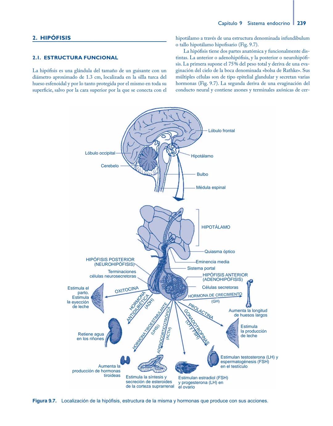 # Anatomía y fisiología del

## ■ CUERPO HUMANO

Jesús A. F. Tresguerres

Mª Ángeles Villanúa Bernués

Asunción López-Calderón Barreda

Mc
G