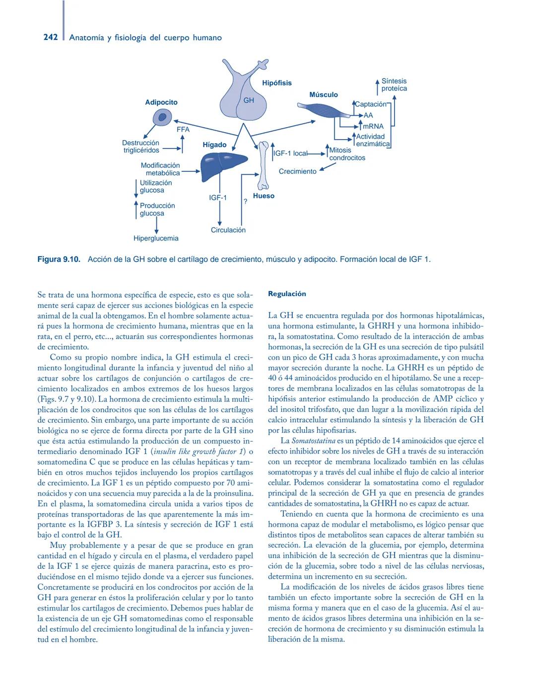 # Anatomía y fisiología del

## ■ CUERPO HUMANO

Jesús A. F. Tresguerres

Mª Ángeles Villanúa Bernués

Asunción López-Calderón Barreda

Mc
G