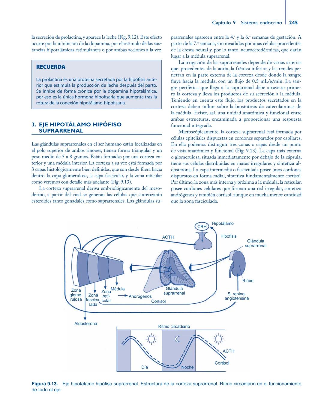 # Anatomía y fisiología del

## ■ CUERPO HUMANO

Jesús A. F. Tresguerres

Mª Ángeles Villanúa Bernués

Asunción López-Calderón Barreda

Mc
G