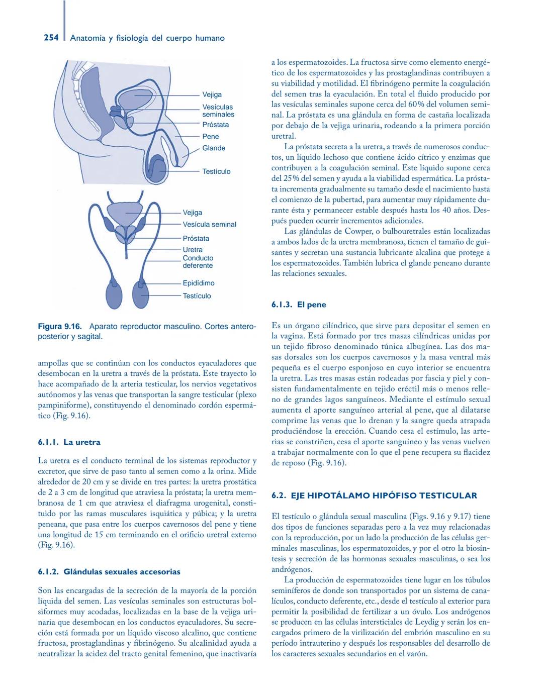 # Anatomía y fisiología del

## ■ CUERPO HUMANO

Jesús A. F. Tresguerres

Mª Ángeles Villanúa Bernués

Asunción López-Calderón Barreda

Mc
G