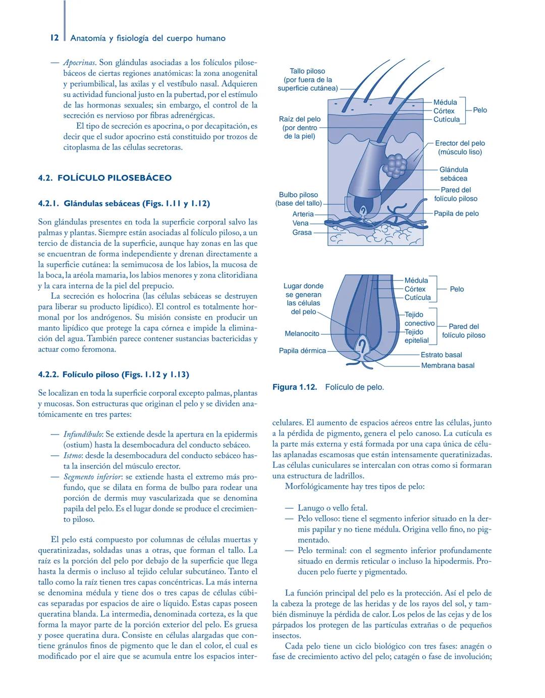 # Anatomía y fisiología del

## ■ CUERPO HUMANO

Jesús A. F. Tresguerres

Mª Ángeles Villanúa Bernués

Asunción López-Calderón Barreda

Mc
G