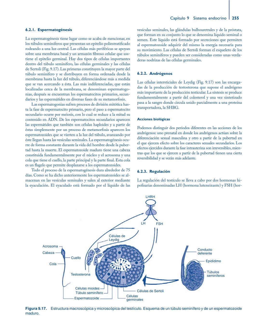 # Anatomía y fisiología del

## ■ CUERPO HUMANO

Jesús A. F. Tresguerres

Mª Ángeles Villanúa Bernués

Asunción López-Calderón Barreda

Mc
G
