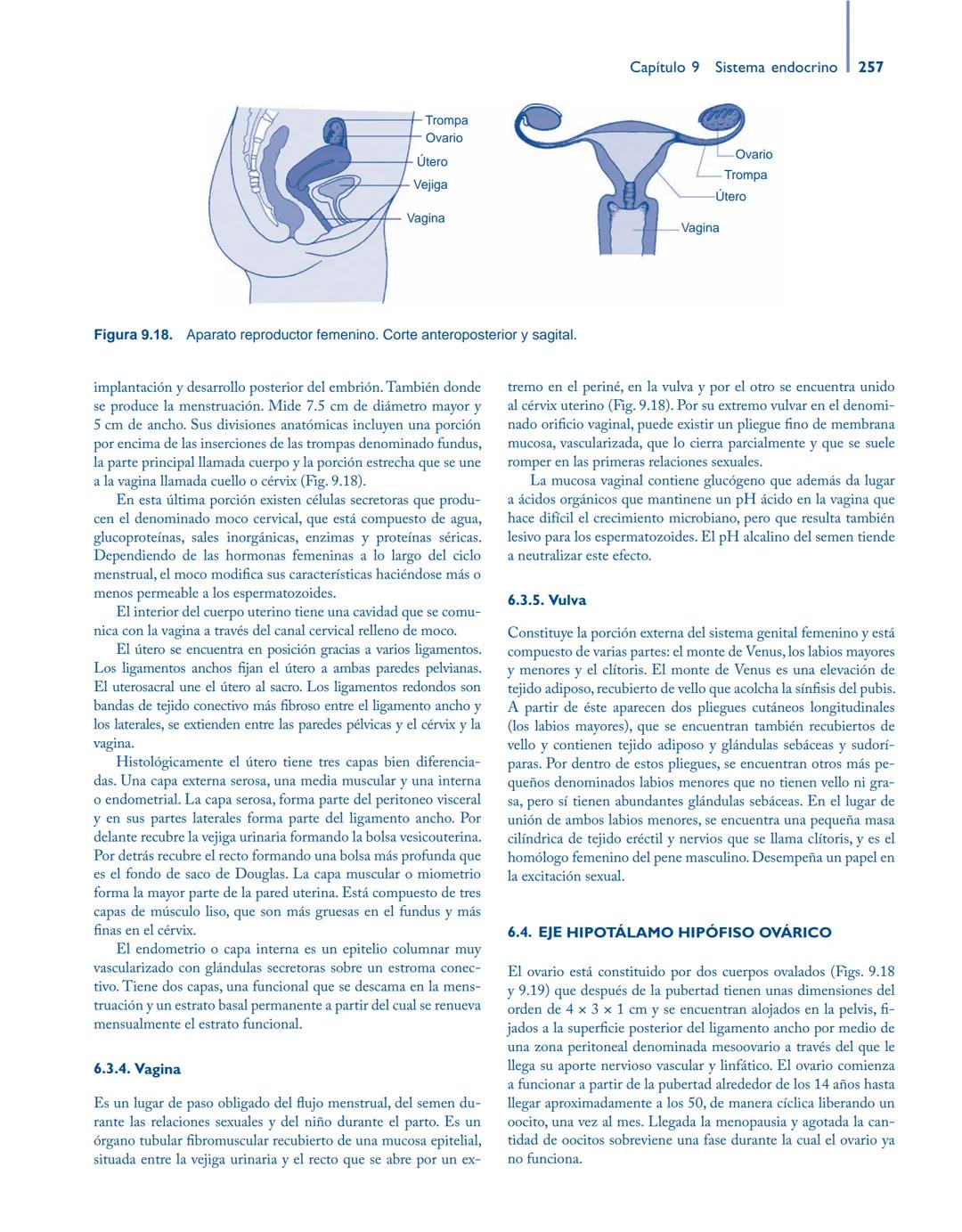 # Anatomía y fisiología del

## ■ CUERPO HUMANO

Jesús A. F. Tresguerres

Mª Ángeles Villanúa Bernués

Asunción López-Calderón Barreda

Mc
G