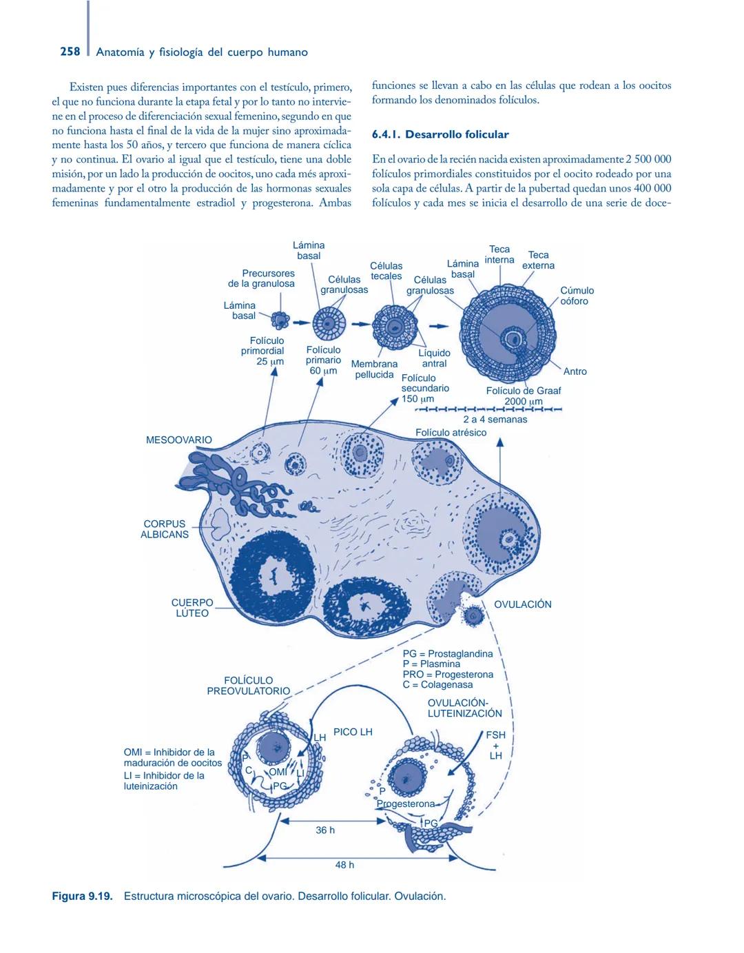 # Anatomía y fisiología del

## ■ CUERPO HUMANO

Jesús A. F. Tresguerres

Mª Ángeles Villanúa Bernués

Asunción López-Calderón Barreda

Mc
G