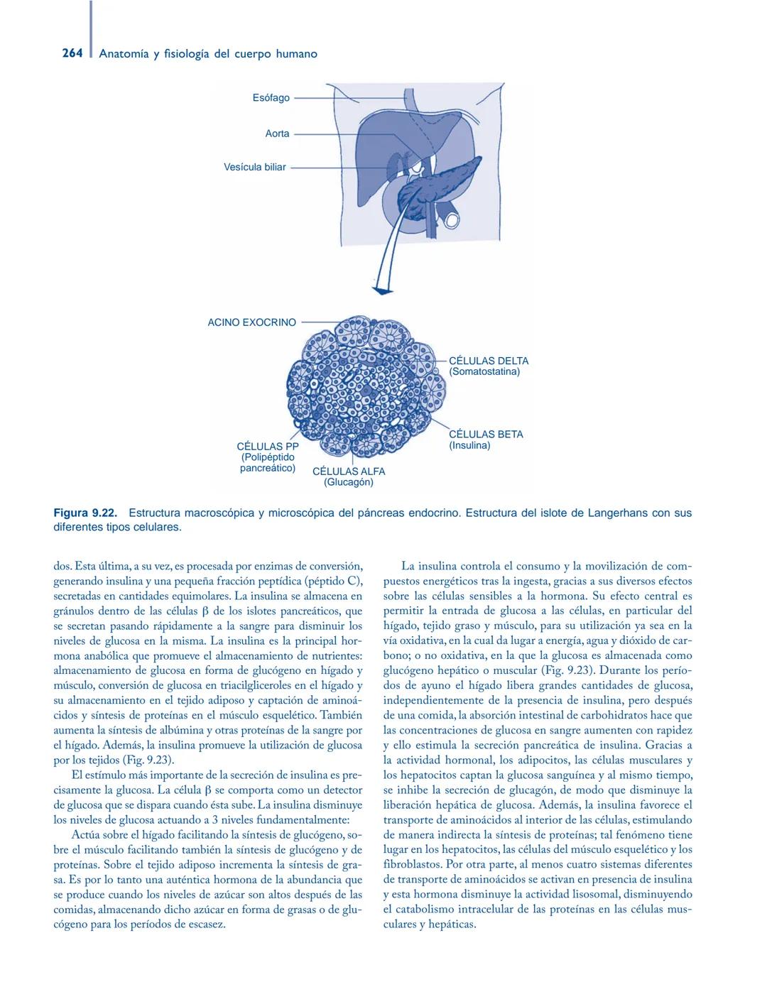 # Anatomía y fisiología del

## ■ CUERPO HUMANO

Jesús A. F. Tresguerres

Mª Ángeles Villanúa Bernués

Asunción López-Calderón Barreda

Mc
G