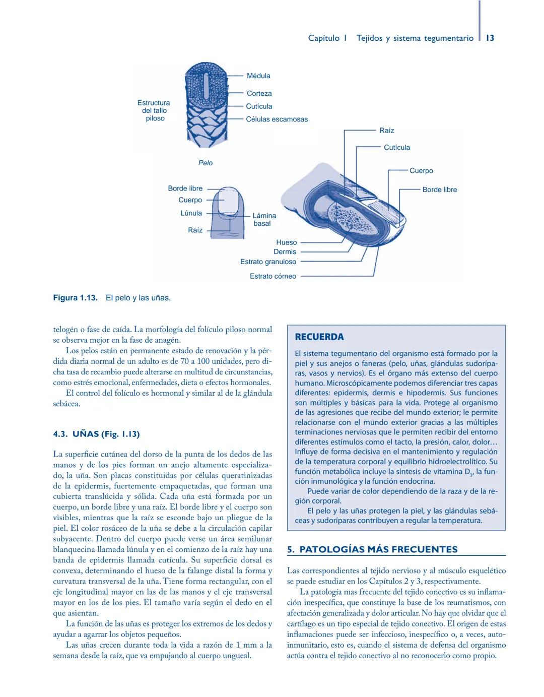 # Anatomía y fisiología del

## ■ CUERPO HUMANO

Jesús A. F. Tresguerres

Mª Ángeles Villanúa Bernués

Asunción López-Calderón Barreda

Mc
G