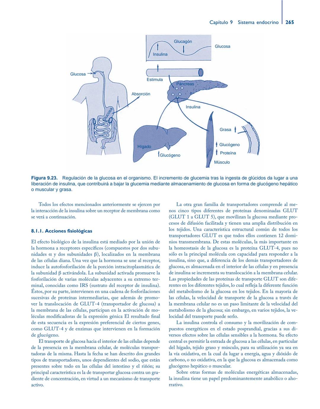 # Anatomía y fisiología del

## ■ CUERPO HUMANO

Jesús A. F. Tresguerres

Mª Ángeles Villanúa Bernués

Asunción López-Calderón Barreda

Mc
G