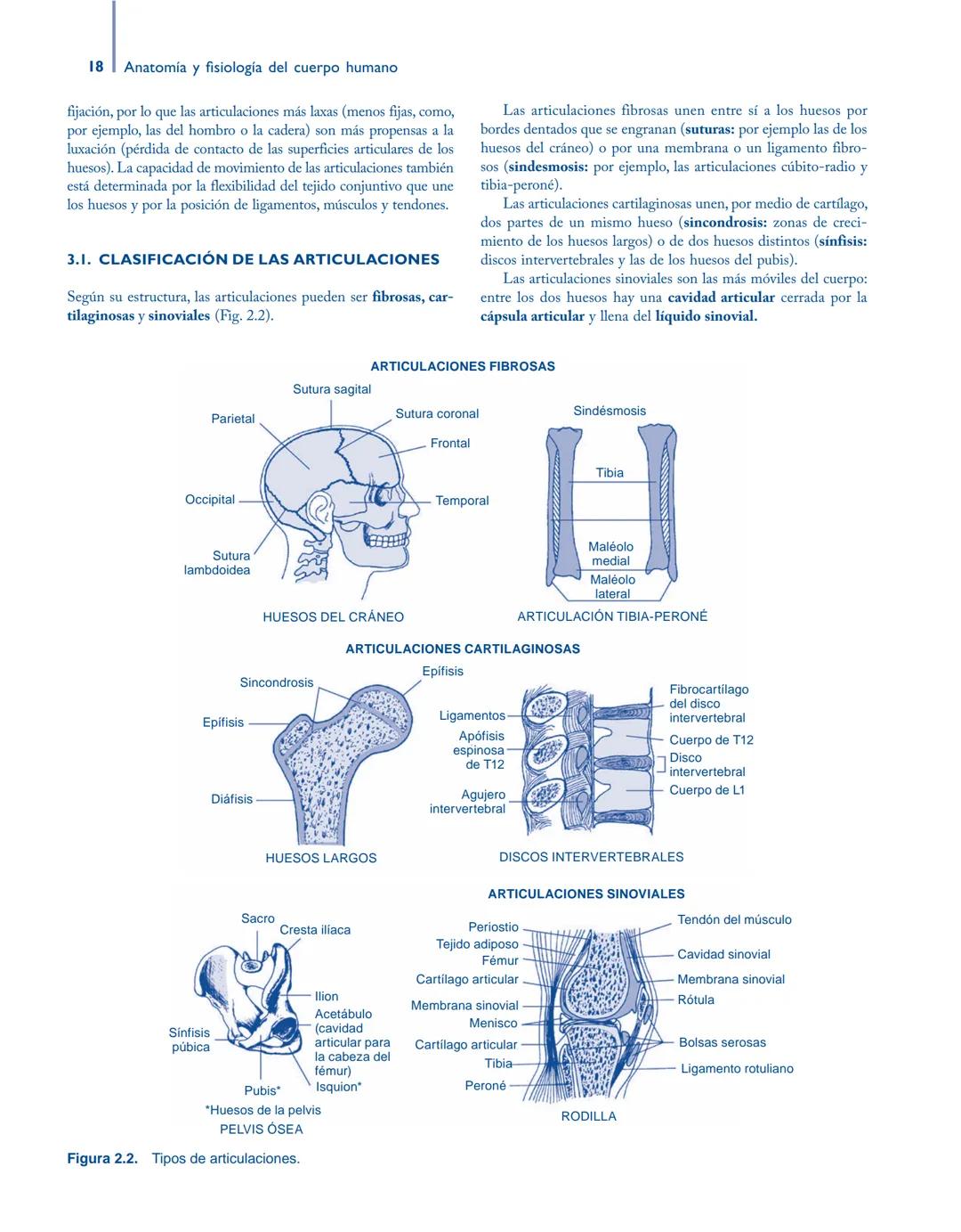 # Anatomía y fisiología del

## ■ CUERPO HUMANO

Jesús A. F. Tresguerres

Mª Ángeles Villanúa Bernués

Asunción López-Calderón Barreda

Mc
G