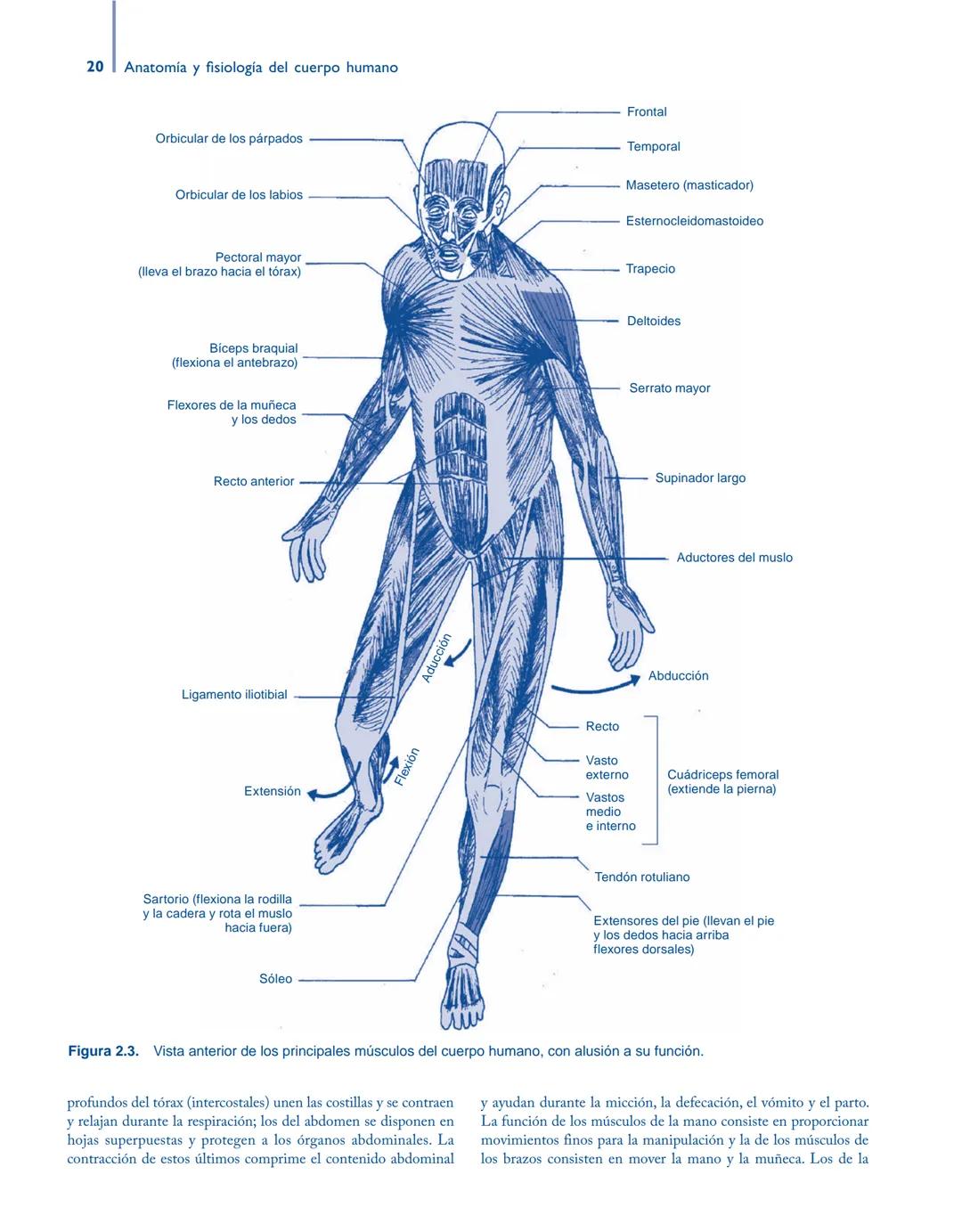 # Anatomía y fisiología del

## ■ CUERPO HUMANO

Jesús A. F. Tresguerres

Mª Ángeles Villanúa Bernués

Asunción López-Calderón Barreda

Mc
G