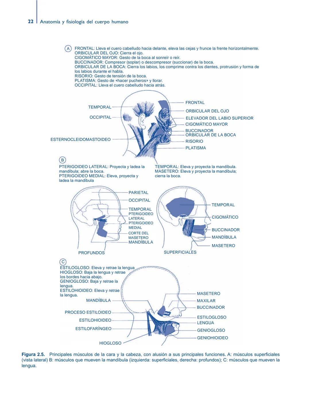 # Anatomía y fisiología del

## ■ CUERPO HUMANO

Jesús A. F. Tresguerres

Mª Ángeles Villanúa Bernués

Asunción López-Calderón Barreda

Mc
G