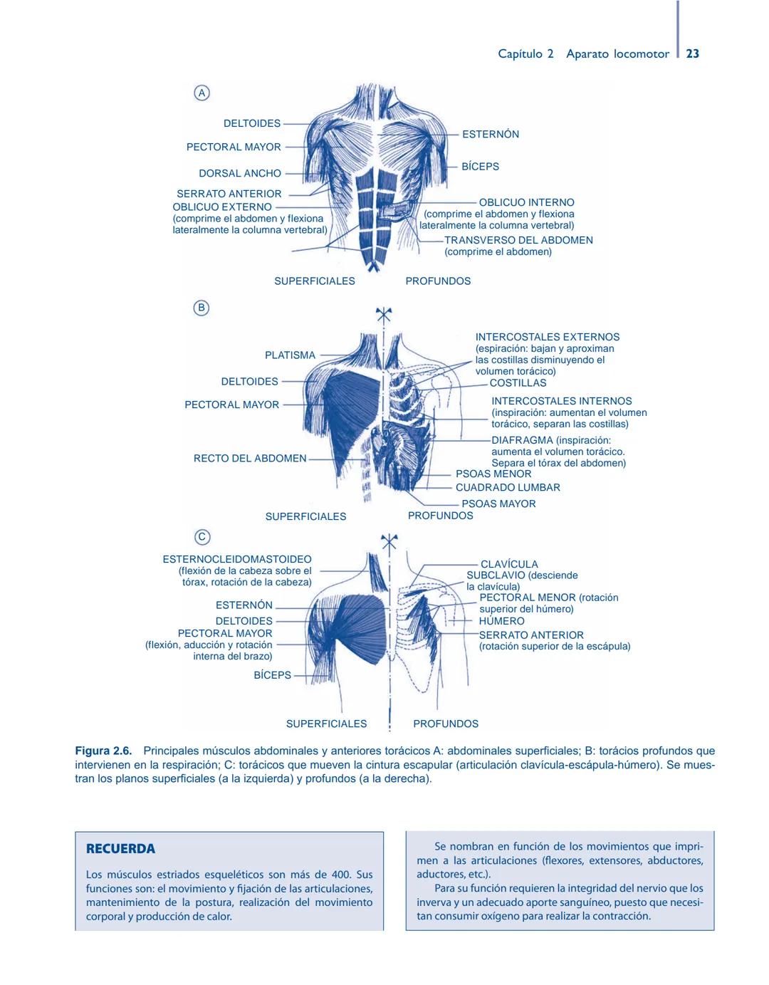 # Anatomía y fisiología del

## ■ CUERPO HUMANO

Jesús A. F. Tresguerres

Mª Ángeles Villanúa Bernués

Asunción López-Calderón Barreda

Mc
G