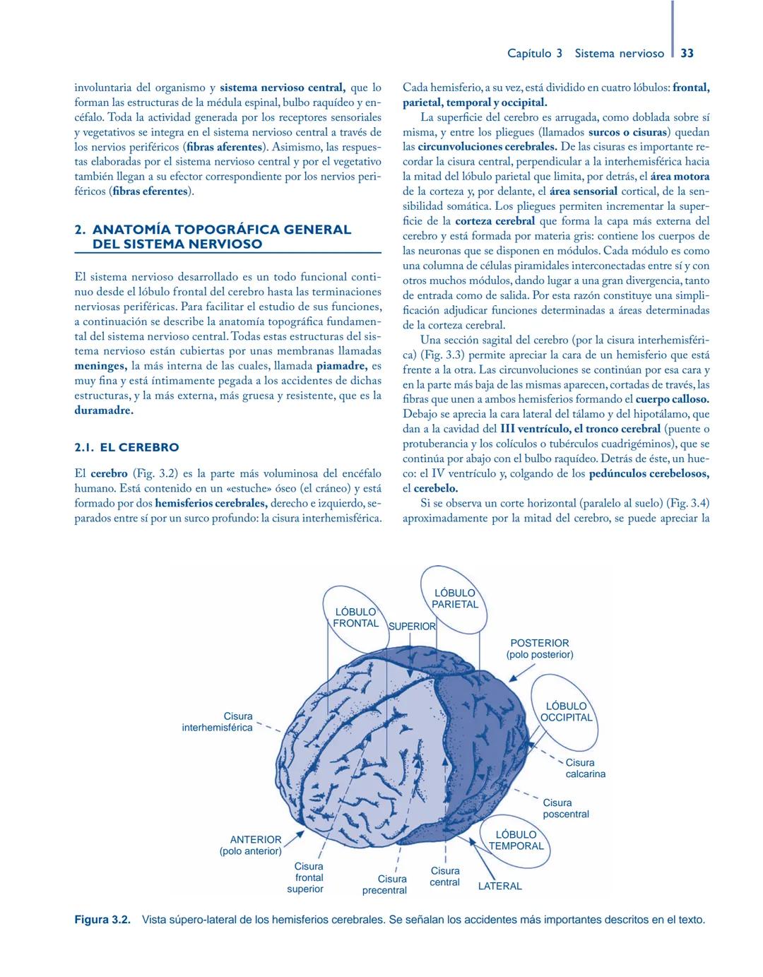 # Anatomía y fisiología del

## ■ CUERPO HUMANO

Jesús A. F. Tresguerres

Mª Ángeles Villanúa Bernués

Asunción López-Calderón Barreda

Mc
G