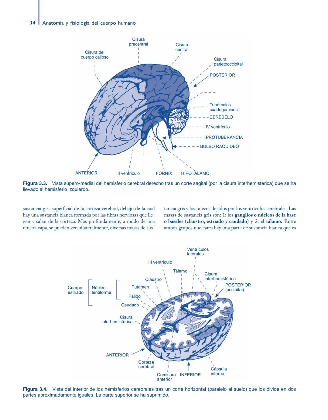 # Anatomía y fisiología del

## ■ CUERPO HUMANO

Jesús A. F. Tresguerres

Mª Ángeles Villanúa Bernués

Asunción López-Calderón Barreda

Mc
G