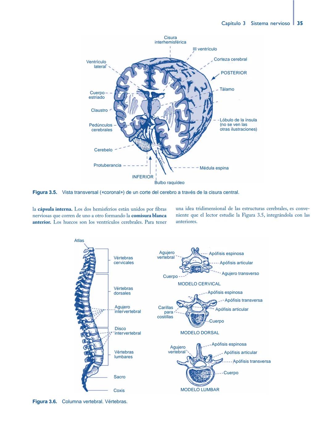 # Anatomía y fisiología del

## ■ CUERPO HUMANO

Jesús A. F. Tresguerres

Mª Ángeles Villanúa Bernués

Asunción López-Calderón Barreda

Mc
G