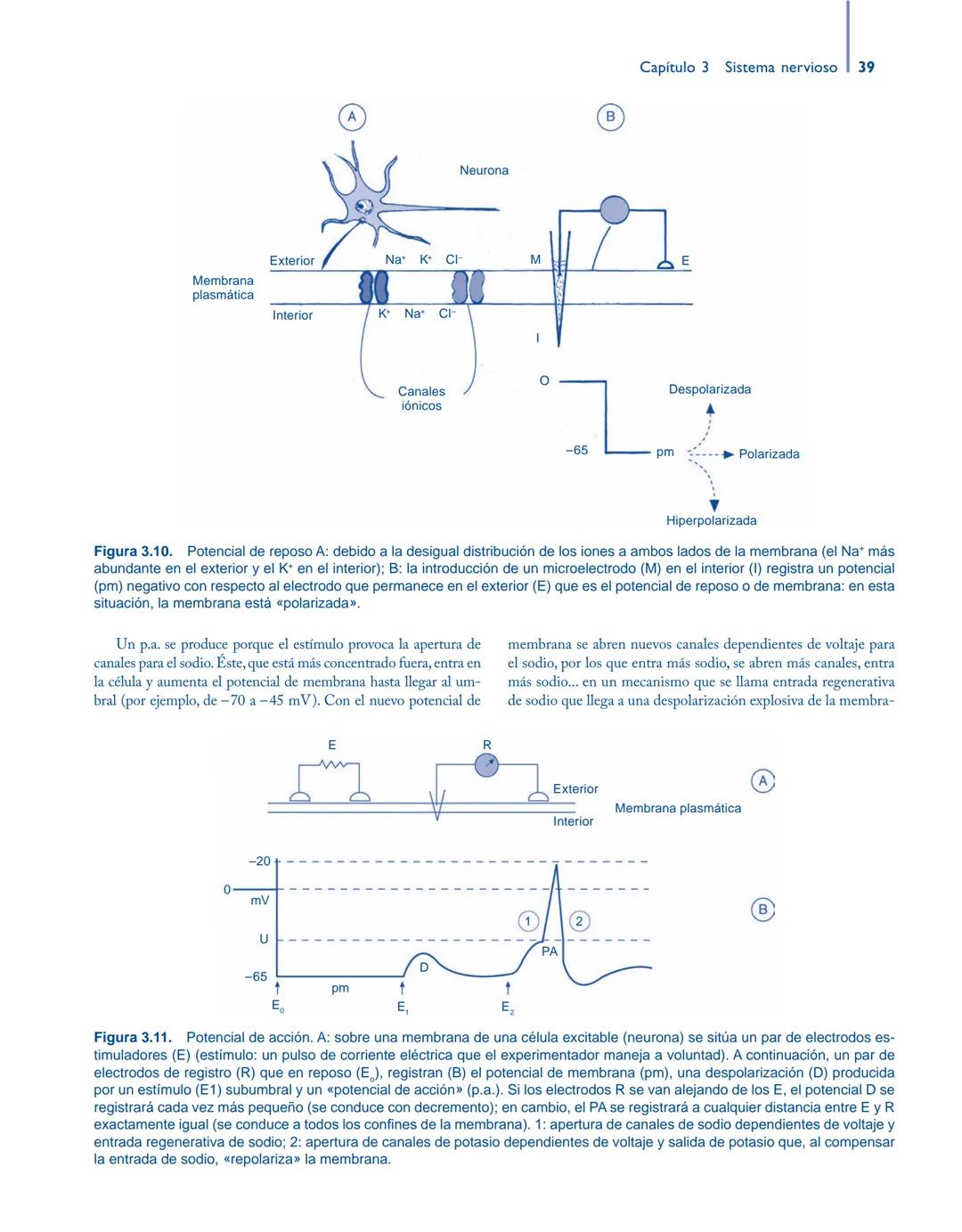 # Anatomía y fisiología del

## ■ CUERPO HUMANO

Jesús A. F. Tresguerres

Mª Ángeles Villanúa Bernués

Asunción López-Calderón Barreda

Mc
G