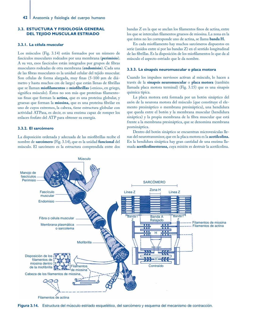 # Anatomía y fisiología del

## ■ CUERPO HUMANO

Jesús A. F. Tresguerres

Mª Ángeles Villanúa Bernués

Asunción López-Calderón Barreda

Mc
G