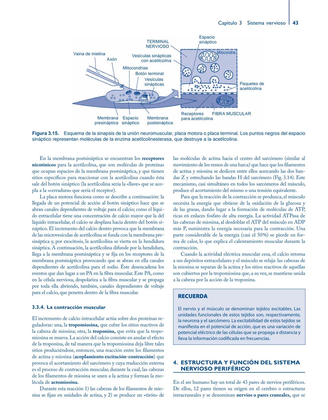 # Anatomía y fisiología del

## ■ CUERPO HUMANO

Jesús A. F. Tresguerres

Mª Ángeles Villanúa Bernués

Asunción López-Calderón Barreda

Mc
G