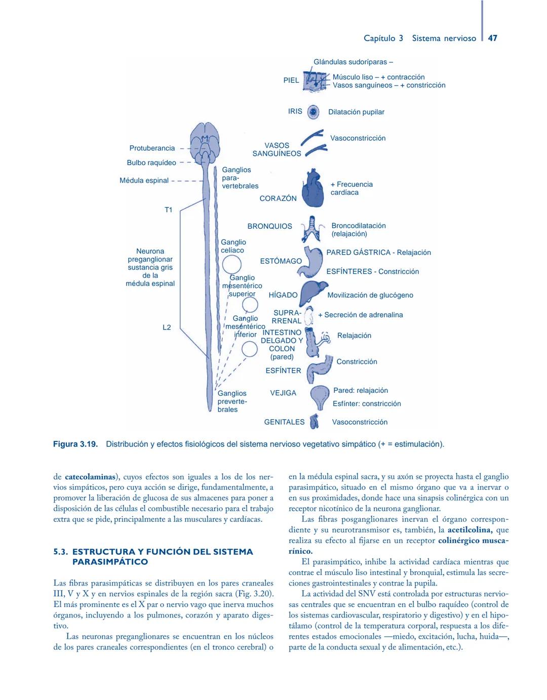 # Anatomía y fisiología del

## ■ CUERPO HUMANO

Jesús A. F. Tresguerres

Mª Ángeles Villanúa Bernués

Asunción López-Calderón Barreda

Mc
G
