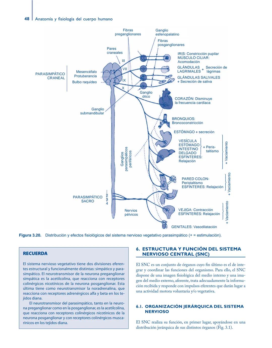# Anatomía y fisiología del

## ■ CUERPO HUMANO

Jesús A. F. Tresguerres

Mª Ángeles Villanúa Bernués

Asunción López-Calderón Barreda

Mc
G