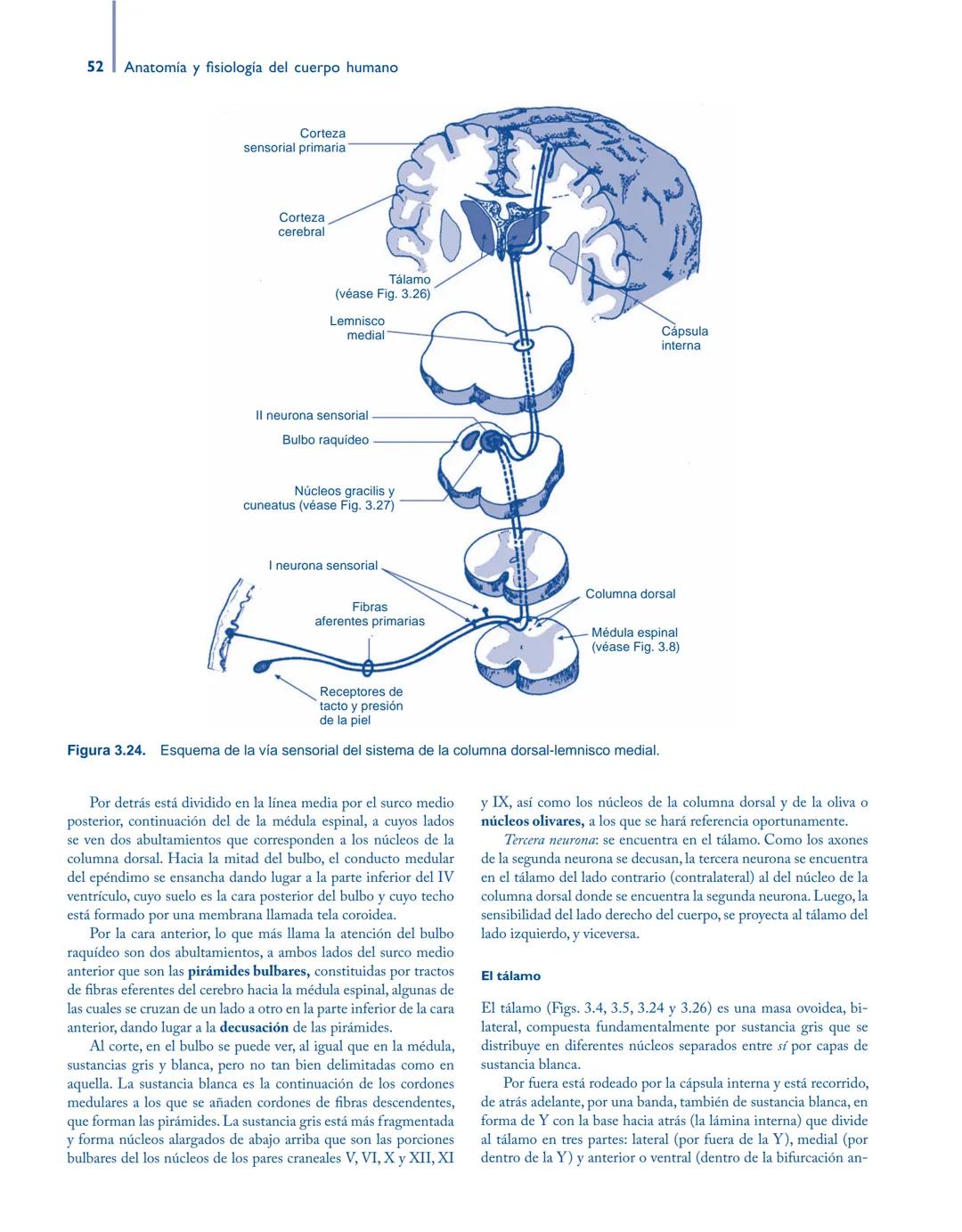 # Anatomía y fisiología del

## ■ CUERPO HUMANO

Jesús A. F. Tresguerres

Mª Ángeles Villanúa Bernués

Asunción López-Calderón Barreda

Mc
G