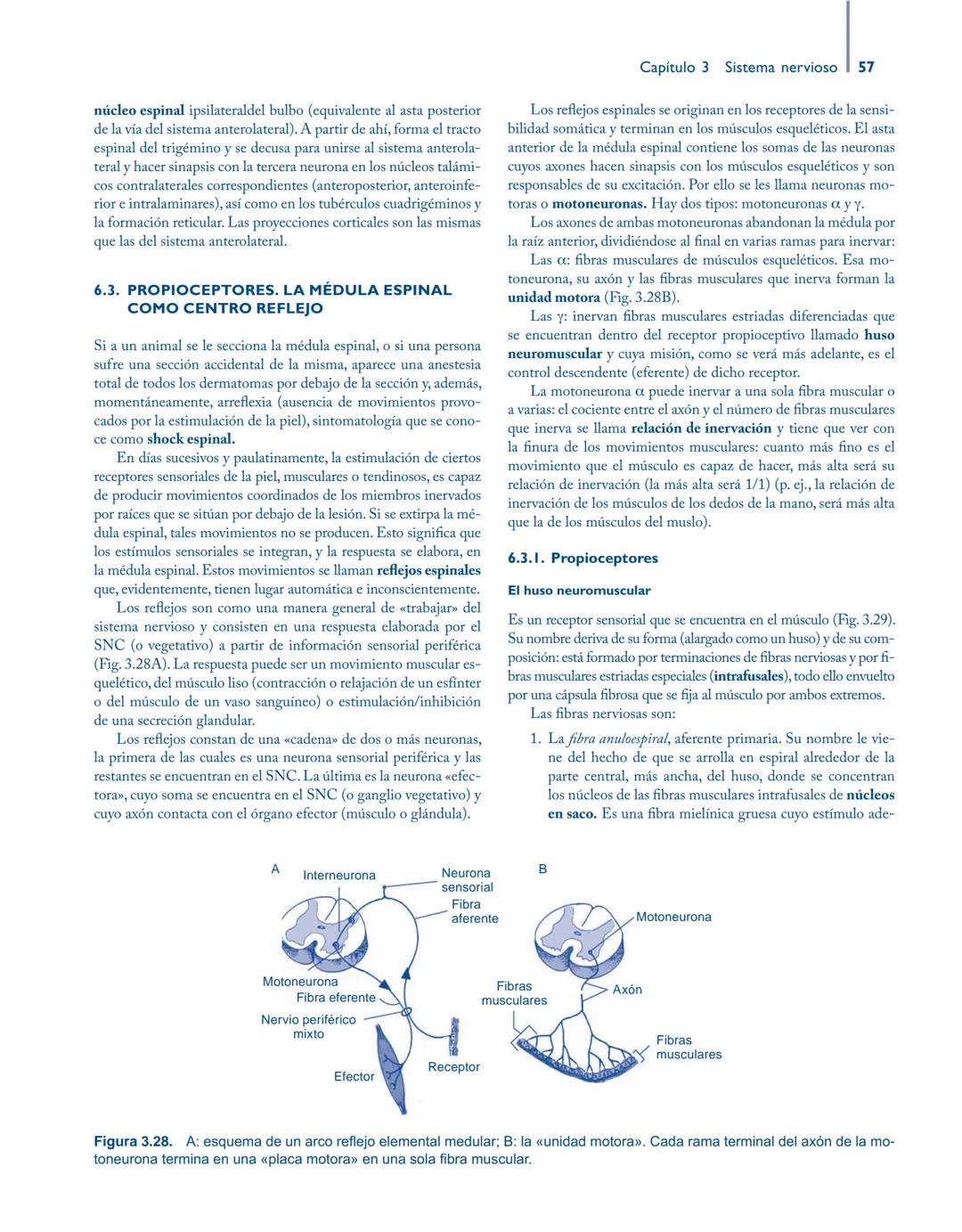 # Anatomía y fisiología del

## ■ CUERPO HUMANO

Jesús A. F. Tresguerres

Mª Ángeles Villanúa Bernués

Asunción López-Calderón Barreda

Mc
G