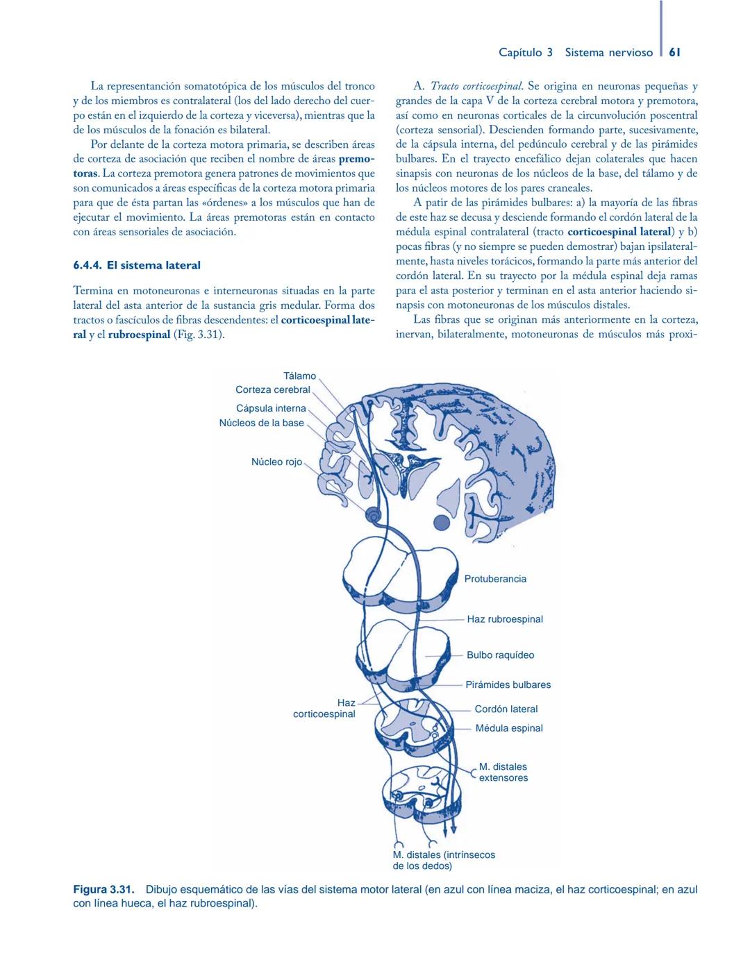 # Anatomía y fisiología del

## ■ CUERPO HUMANO

Jesús A. F. Tresguerres

Mª Ángeles Villanúa Bernués

Asunción López-Calderón Barreda

Mc
G