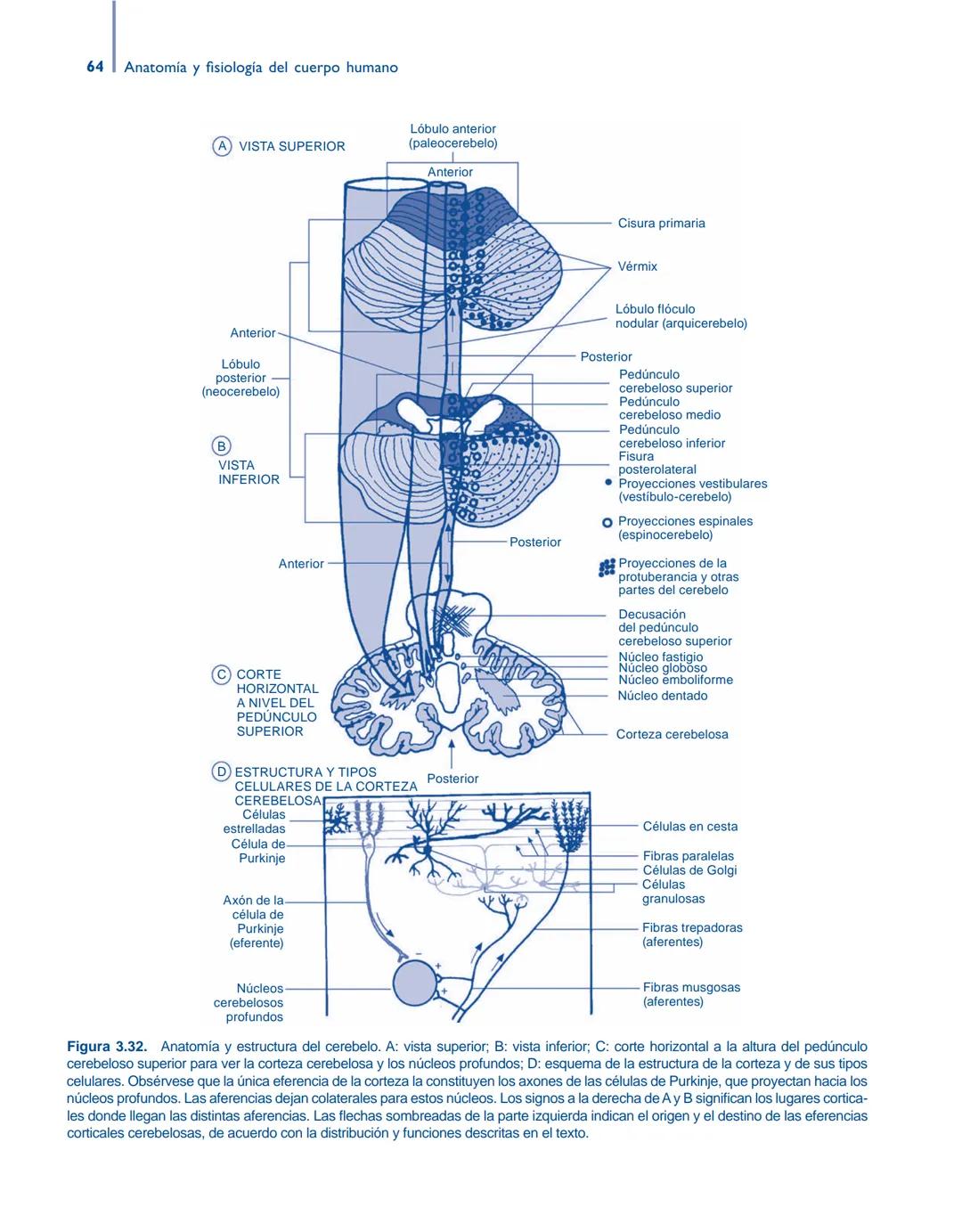 # Anatomía y fisiología del

## ■ CUERPO HUMANO

Jesús A. F. Tresguerres

Mª Ángeles Villanúa Bernués

Asunción López-Calderón Barreda

Mc
G