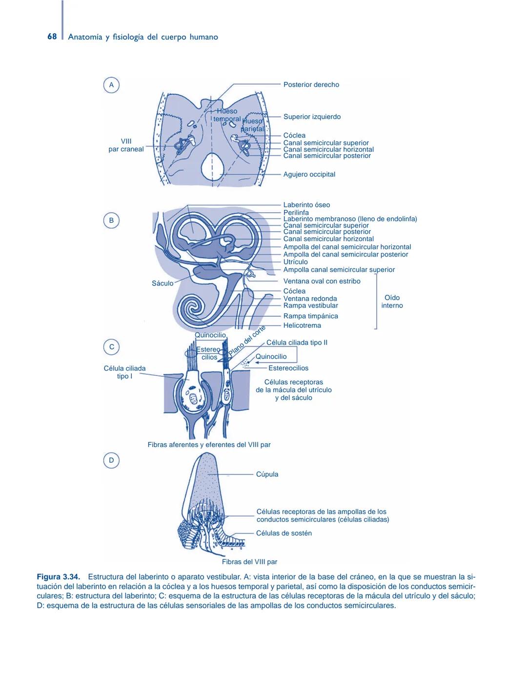 # Anatomía y fisiología del

## ■ CUERPO HUMANO

Jesús A. F. Tresguerres

Mª Ángeles Villanúa Bernués

Asunción López-Calderón Barreda

Mc
G