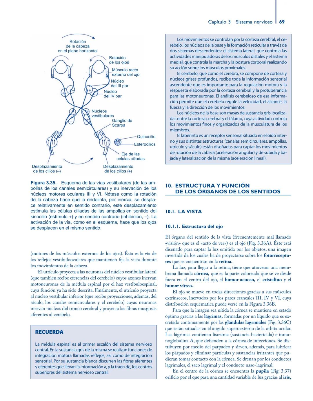# Anatomía y fisiología del

## ■ CUERPO HUMANO

Jesús A. F. Tresguerres

Mª Ángeles Villanúa Bernués

Asunción López-Calderón Barreda

Mc
G