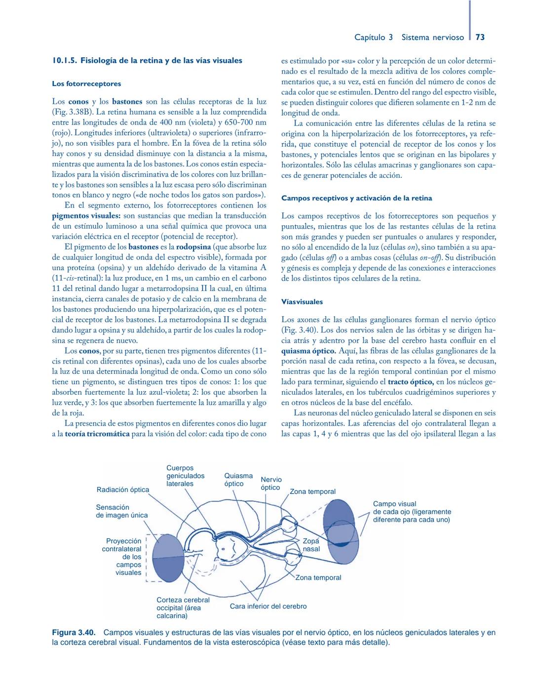 # Anatomía y fisiología del

## ■ CUERPO HUMANO

Jesús A. F. Tresguerres

Mª Ángeles Villanúa Bernués

Asunción López-Calderón Barreda

Mc
G