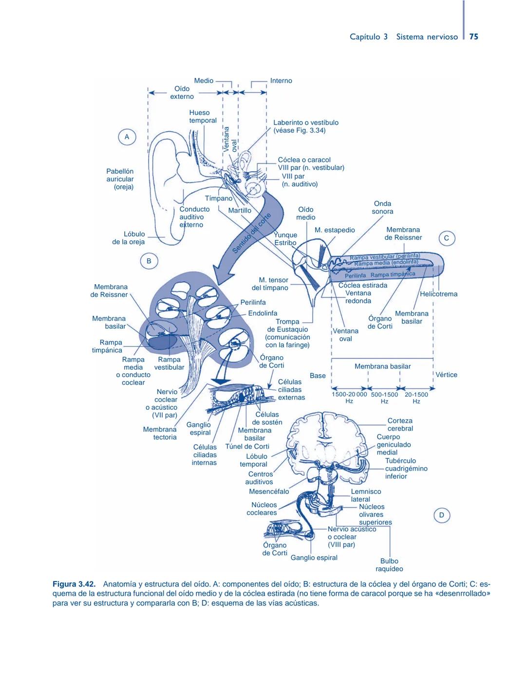 # Anatomía y fisiología del

## ■ CUERPO HUMANO

Jesús A. F. Tresguerres

Mª Ángeles Villanúa Bernués

Asunción López-Calderón Barreda

Mc
G