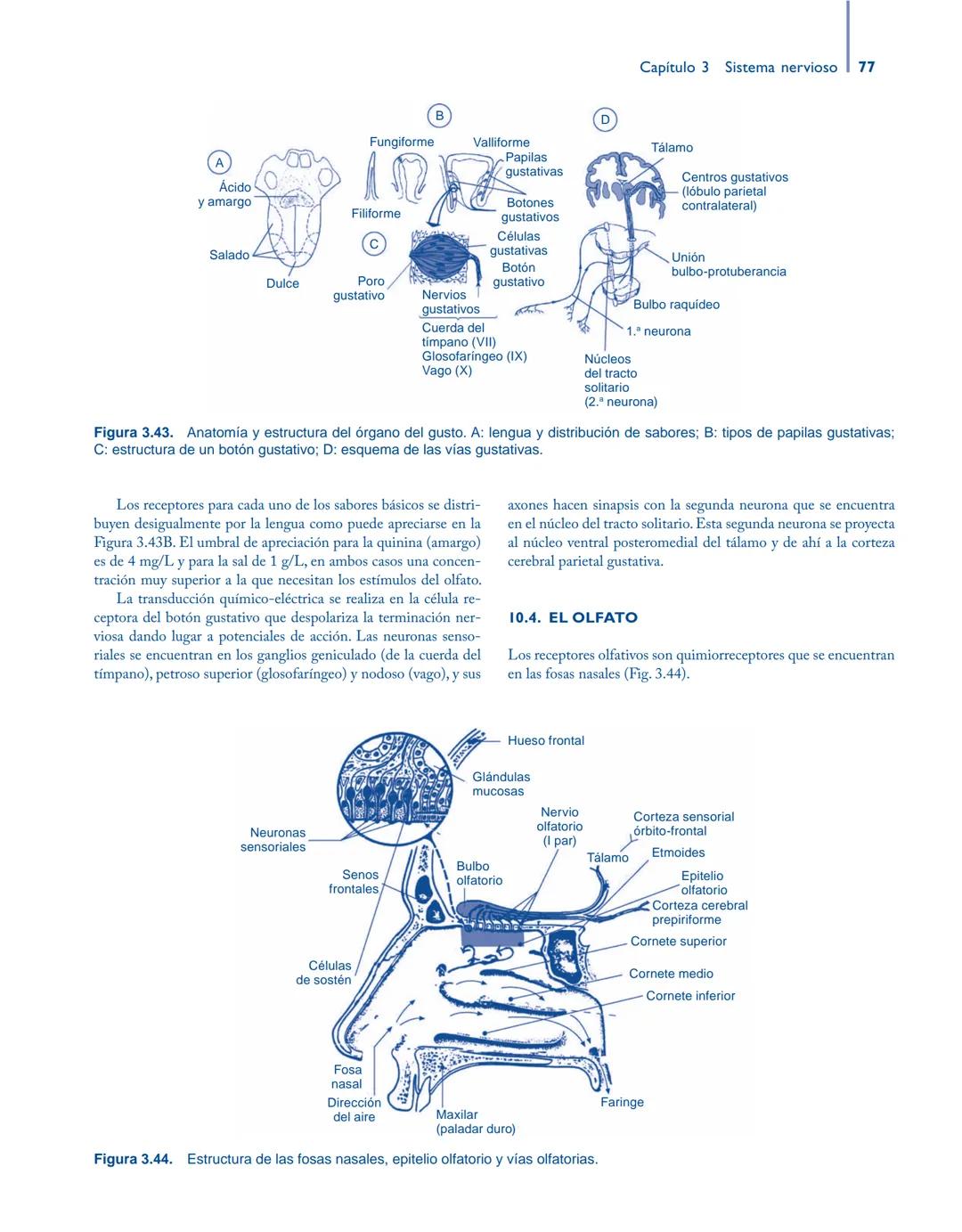 # Anatomía y fisiología del

## ■ CUERPO HUMANO

Jesús A. F. Tresguerres

Mª Ángeles Villanúa Bernués

Asunción López-Calderón Barreda

Mc
G