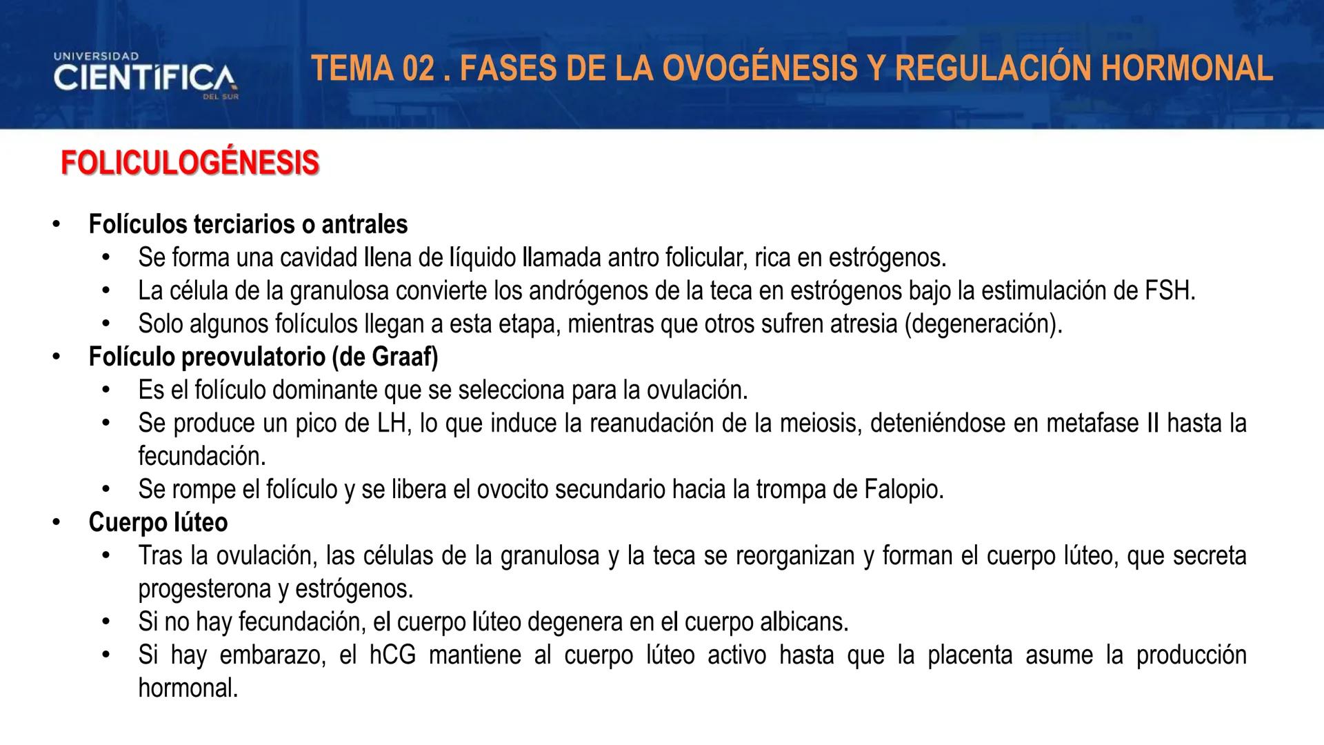 UNIVERSIDAD
CIENTÍFICA
DEL SUR
MEJORAS TÚ, MEJORA EL MUNDO.
REGULACIÓN HORMONAL DE LA OVOGÉNESIS
MORFOFISIOLOGÍA II- SEM 15
EQUIPO DE MORFOF