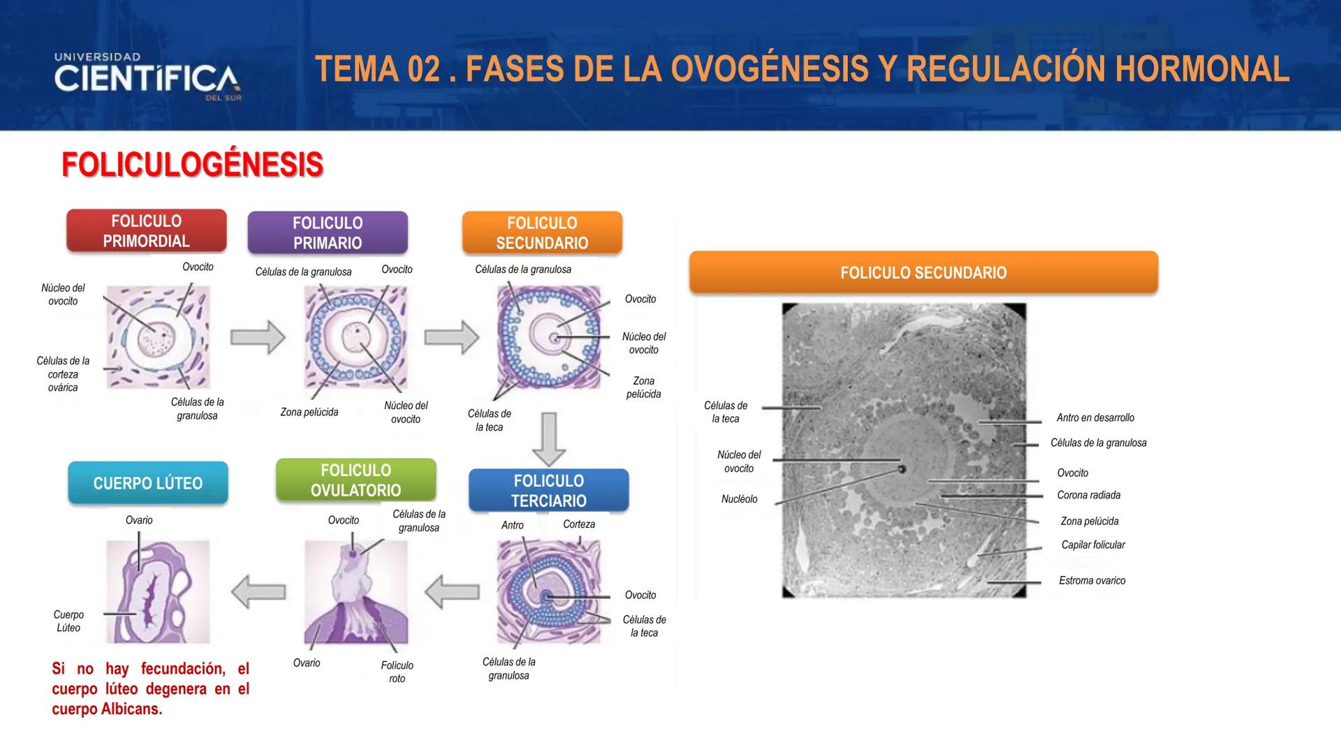 UNIVERSIDAD
CIENTÍFICA
DEL SUR
MEJORAS TÚ, MEJORA EL MUNDO.
REGULACIÓN HORMONAL DE LA OVOGÉNESIS
MORFOFISIOLOGÍA II- SEM 15
EQUIPO DE MORFOF
