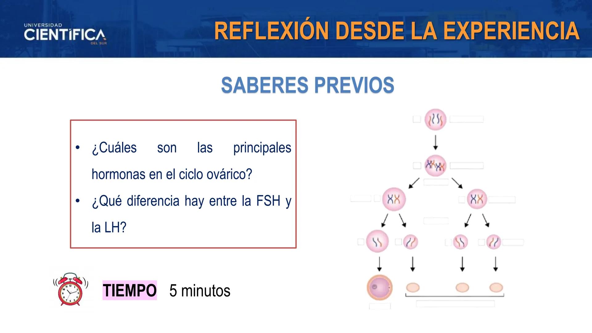 UNIVERSIDAD
CIENTÍFICA
DEL SUR
MEJORAS TÚ, MEJORA EL MUNDO.
REGULACIÓN HORMONAL DE LA OVOGÉNESIS
MORFOFISIOLOGÍA II- SEM 15
EQUIPO DE MORFOF